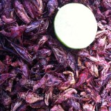 Tacos oaxaqueños de chapulines